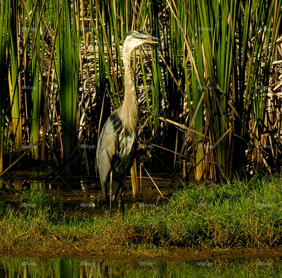 great blue heron