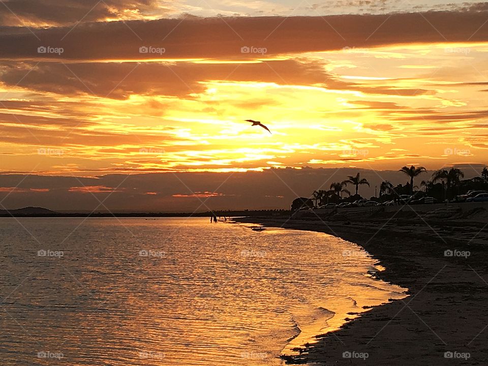 Seagull silhouette in Australian sunset