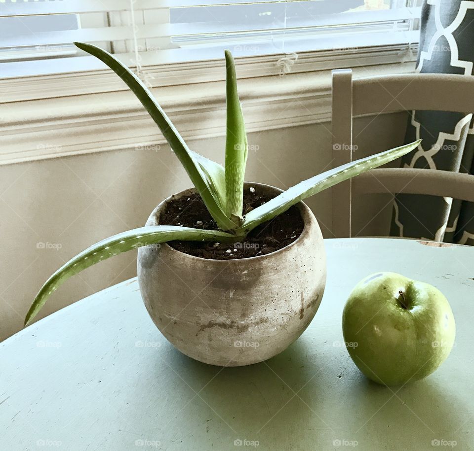 Plant & Apple on Table