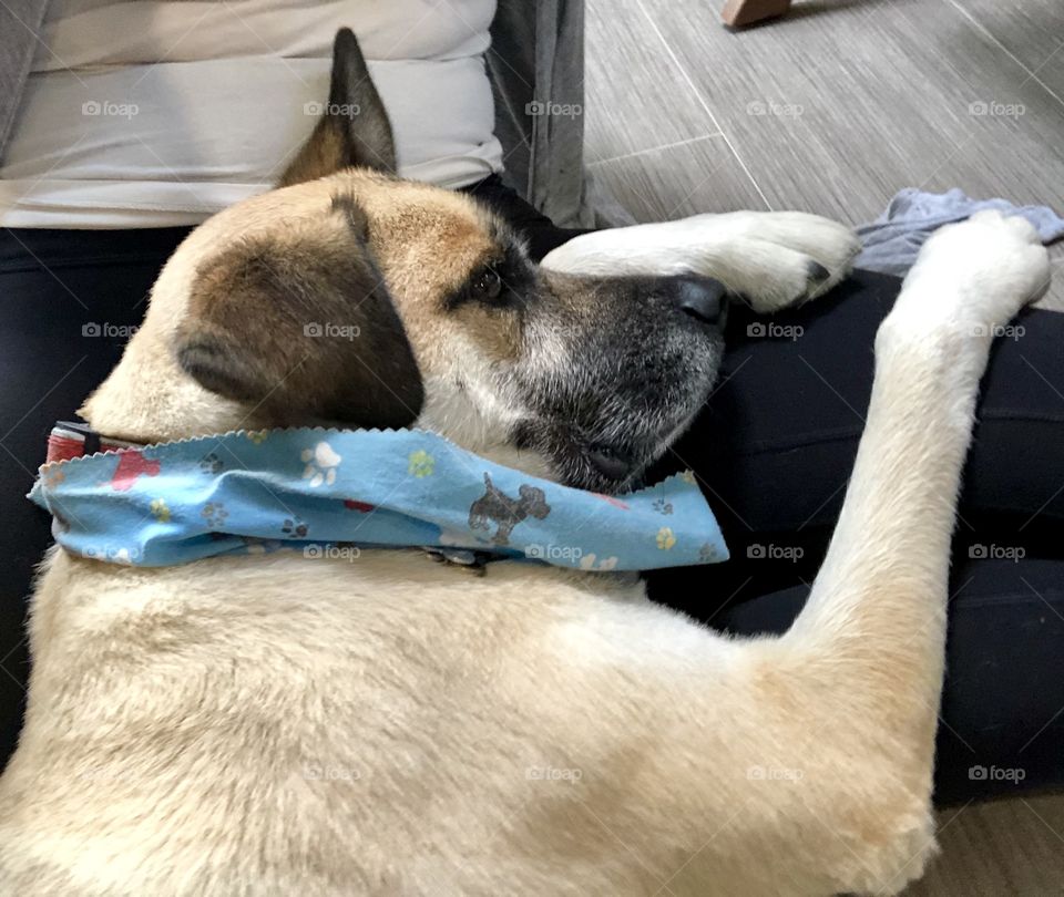 Rescue mutt lovingly cuddling with his forever mother. 