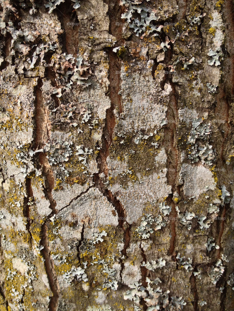 Tree Bark Texture