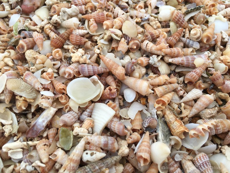 Tiny seashells in natural untouched setting background image