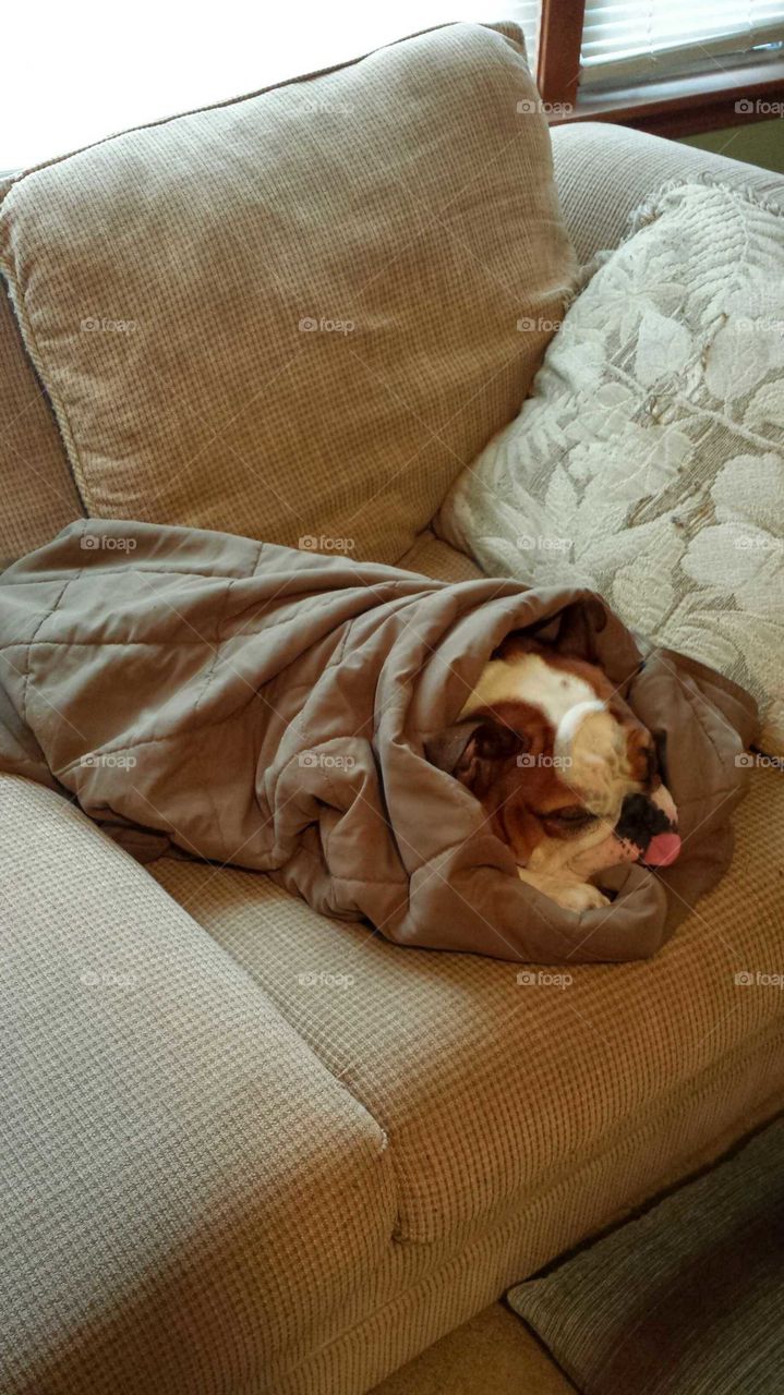 It was a chilly day so we tucked Lola Bean in.  Comfy cozy
