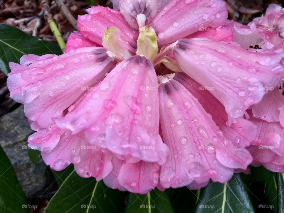 Pink rhododendron 