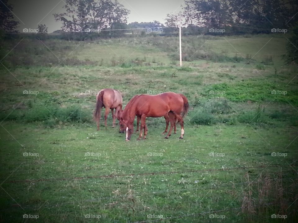Country Horses. Beautiful horses in Hallsville, Ohio.