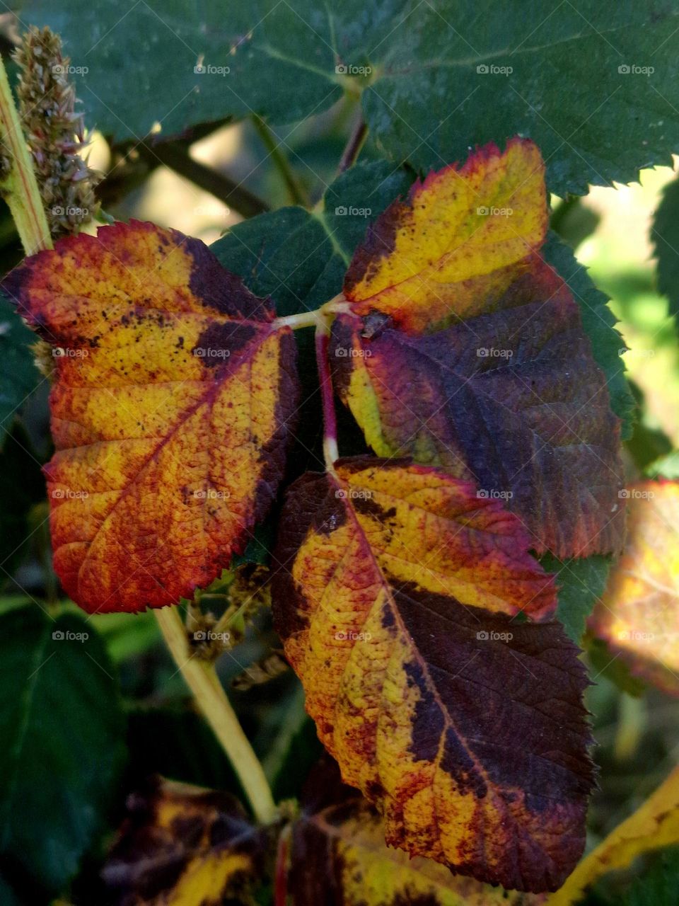 rust leaves