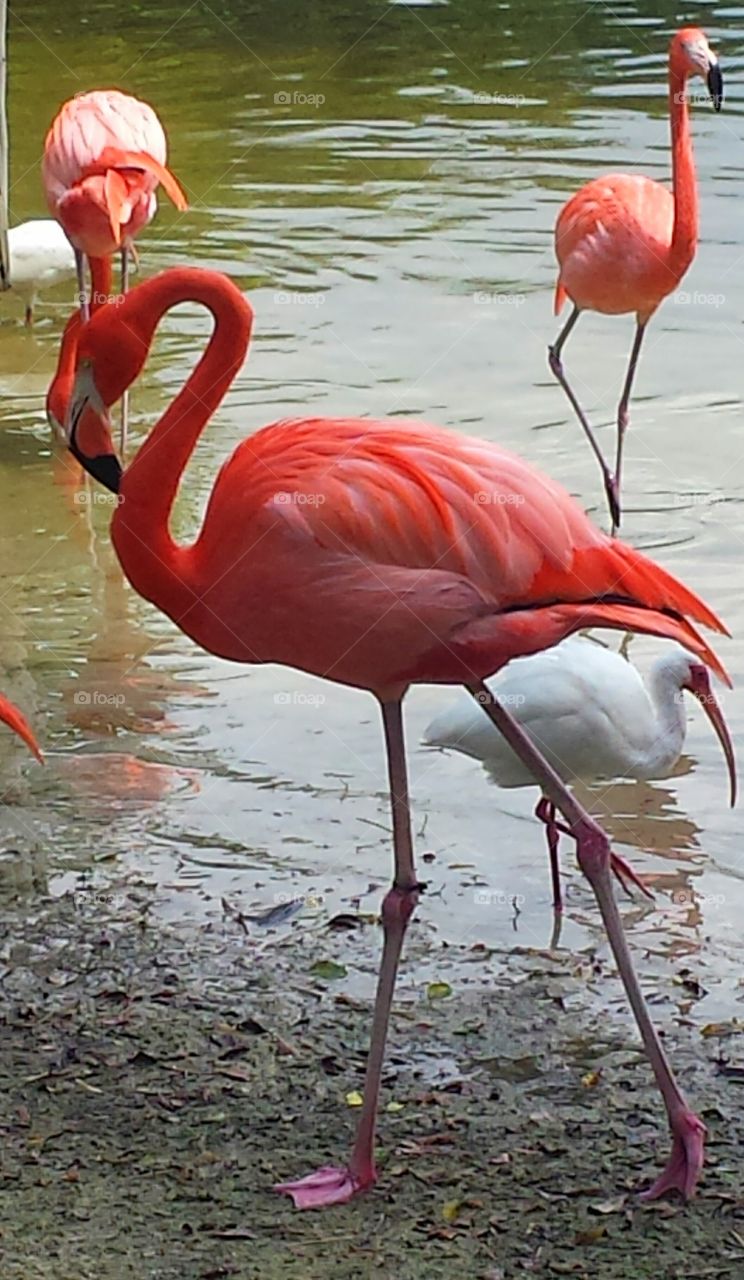 Flamingo