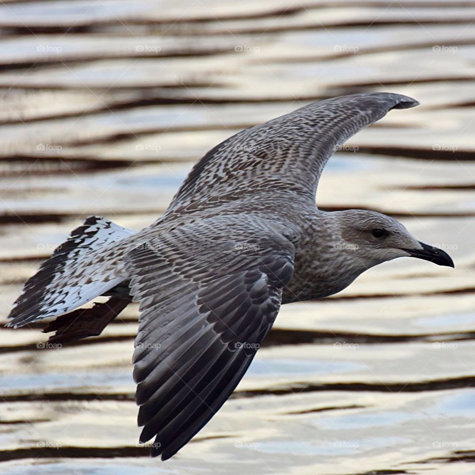 Seagull going in for landing on water