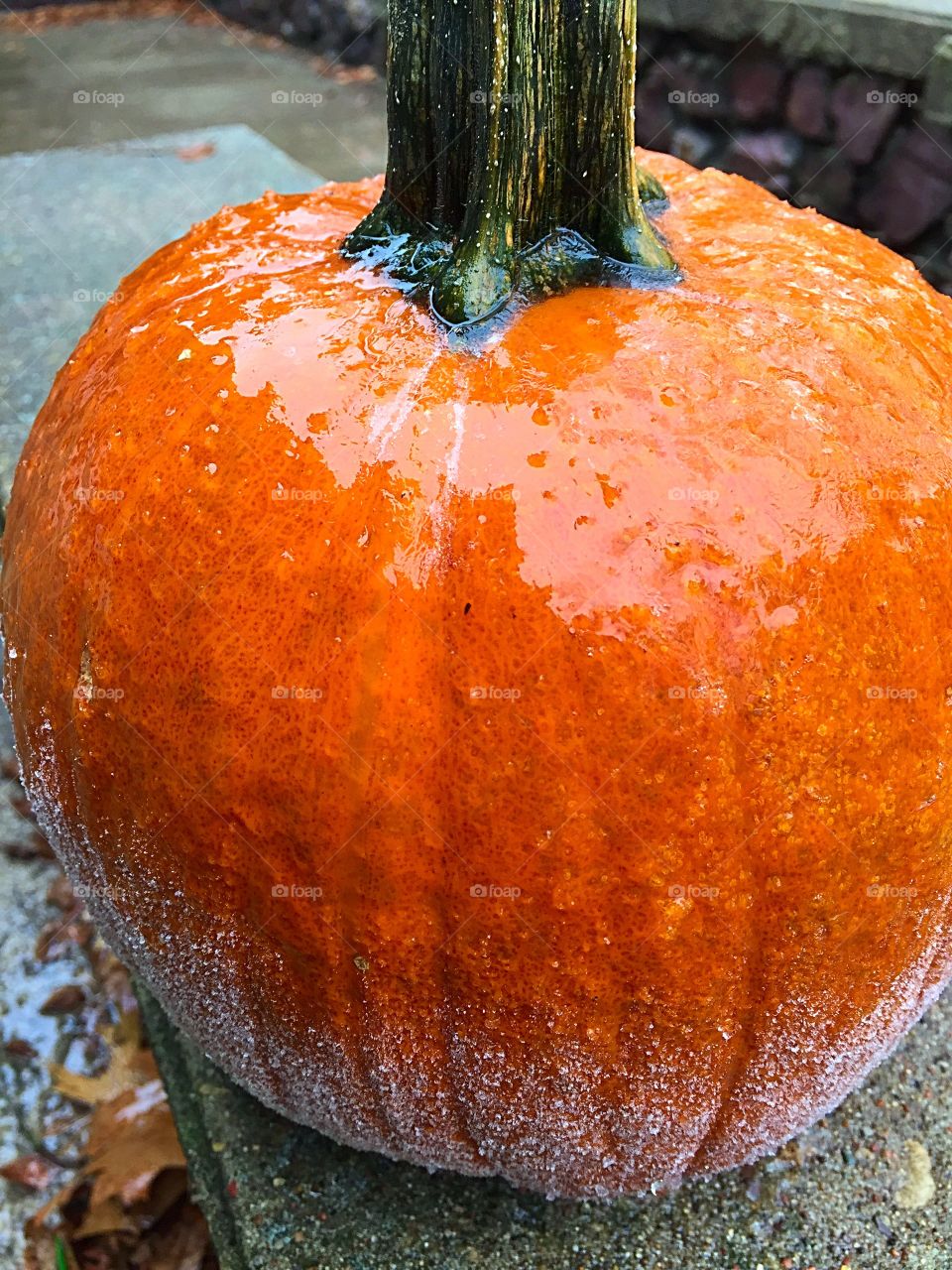 Frozen Pumpkin 