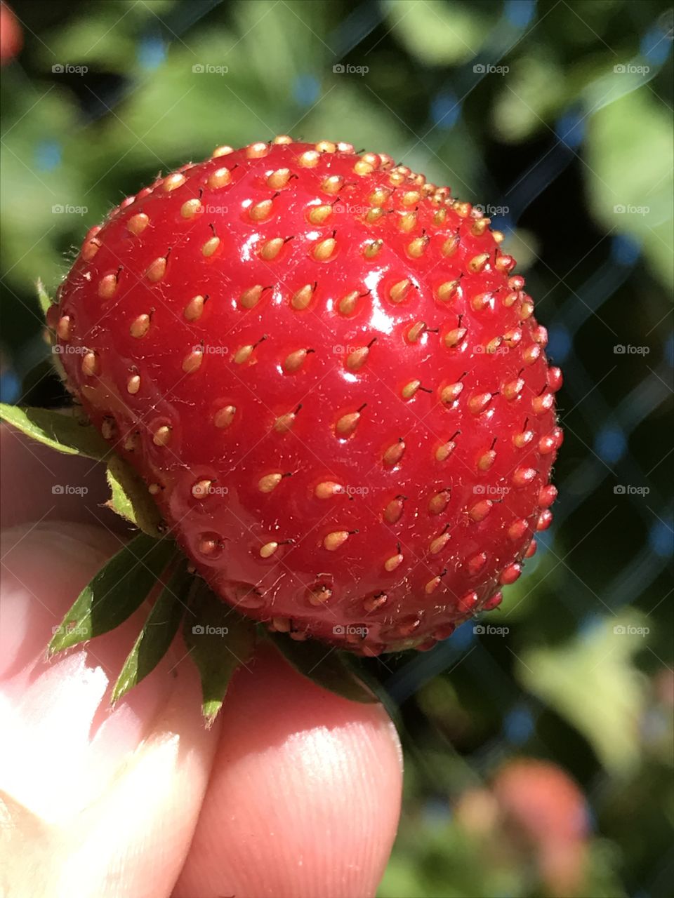 Sweet ripe strawberries 