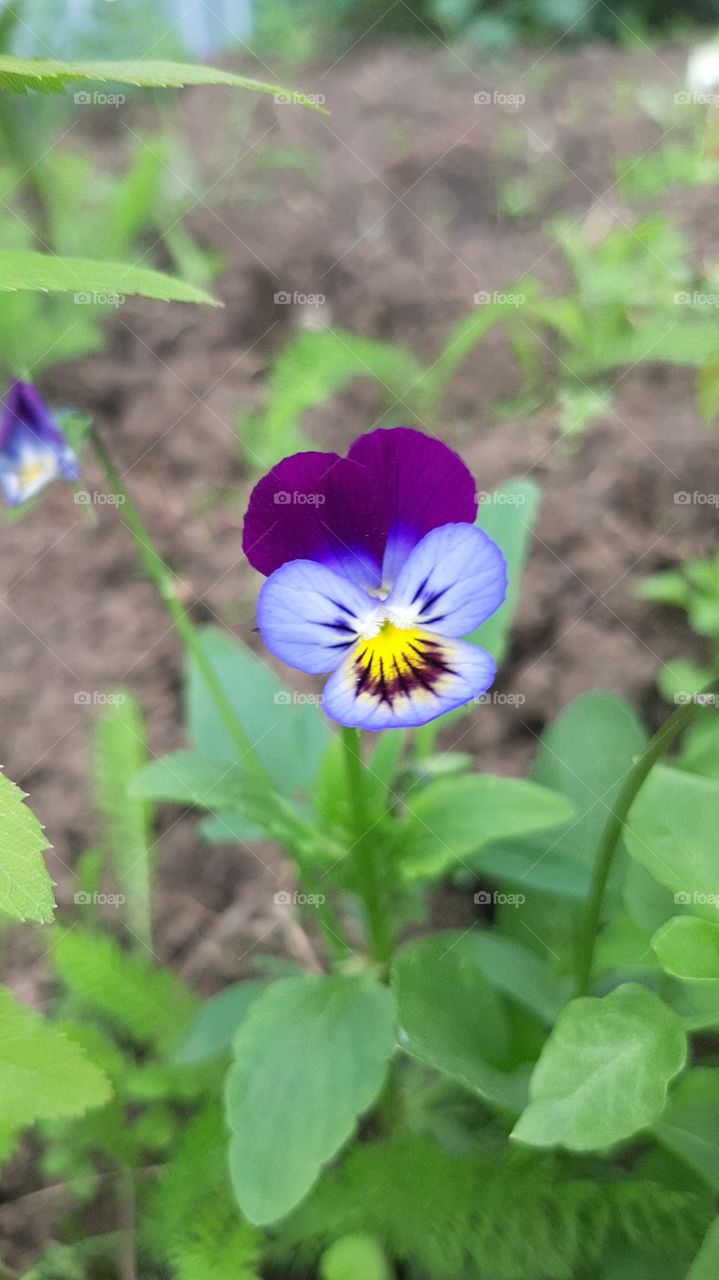 Pansies are multicolored.