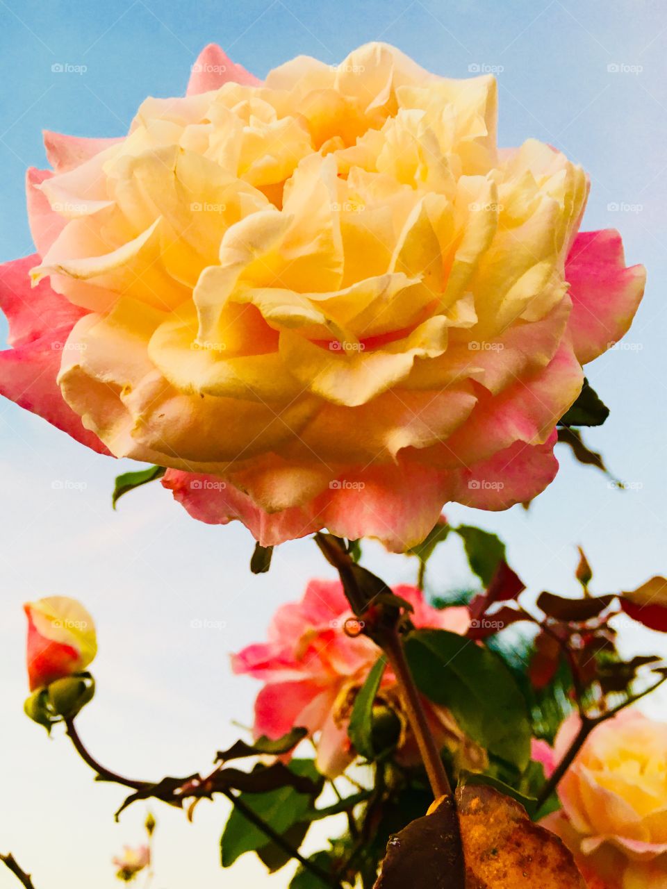 Uma rosa encantadora embelezando o céu do Brasil! As flores neste canto do mundo são maravilhosas!