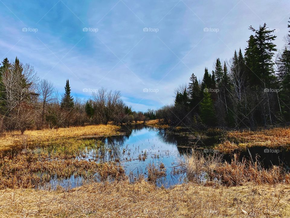 Springtime marsh 