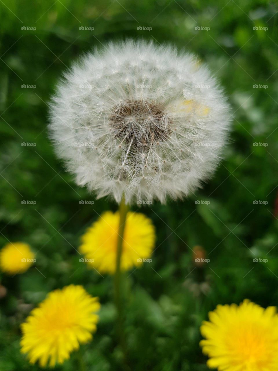 Dandelion