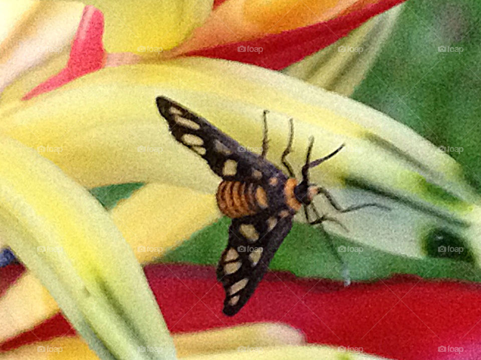TIGER MOTH ON A STRELITZIA OR BIRD OF PARADISE FLOWER.