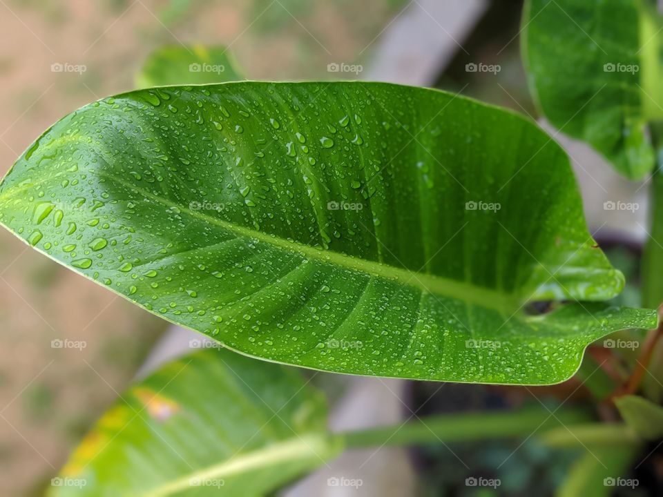 Philodendron