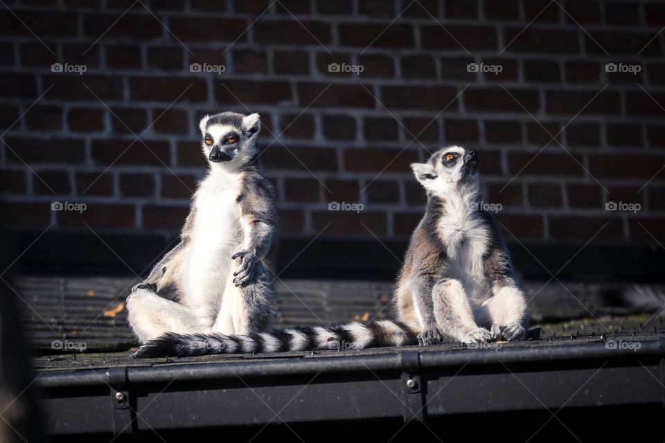 A funny portrait of two ring tailed lemurs siting on a roof. one animal looks like its meditating and the other looks like it does not care.
