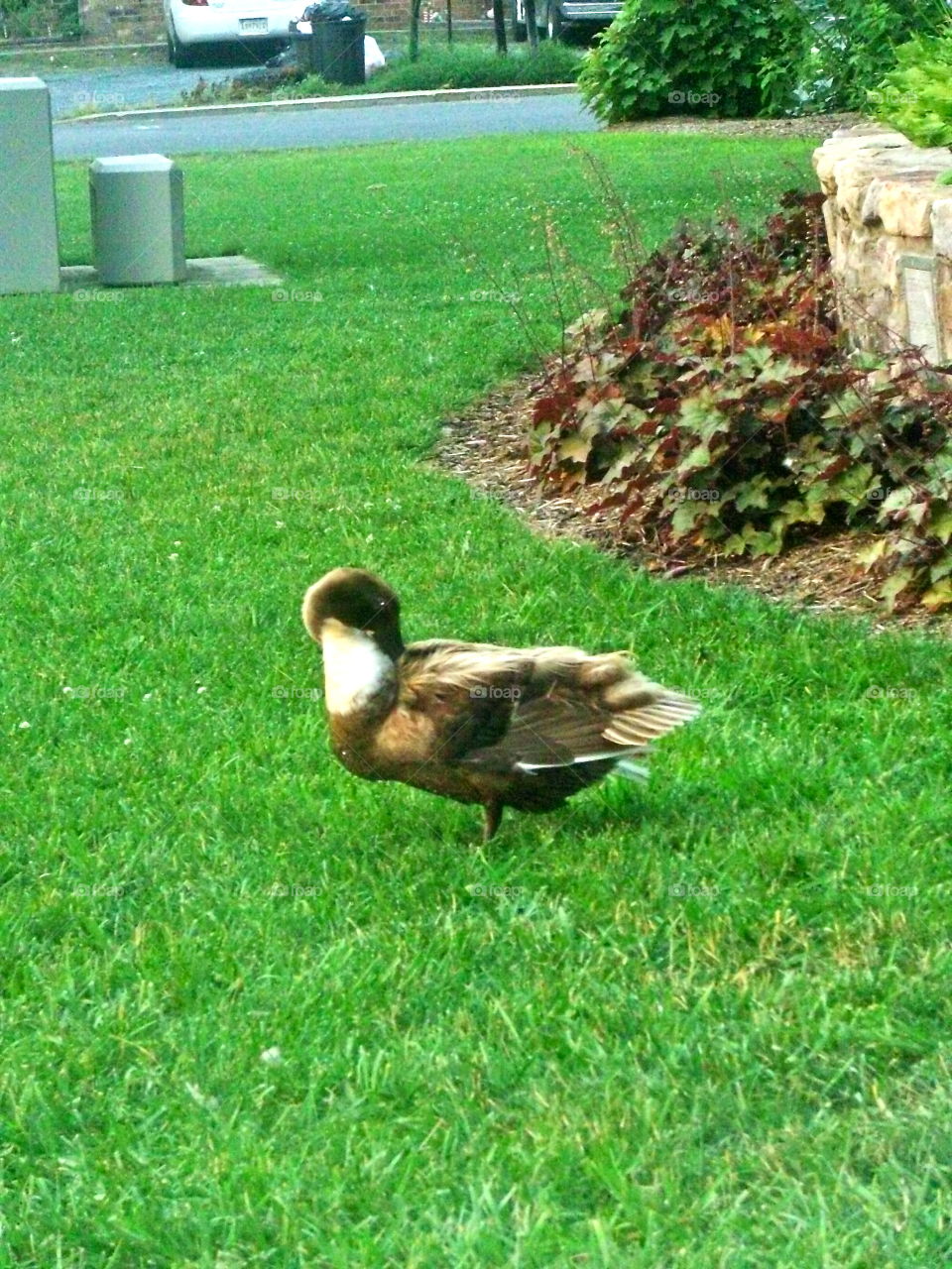 Grass, Lawn, Nature, Bird, Garden