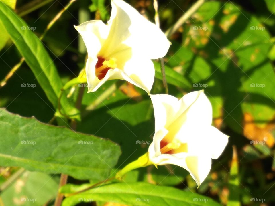 bunga kuning putih yg terkena sinar matahari