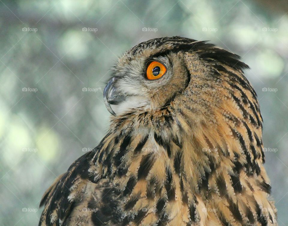 owl's eye