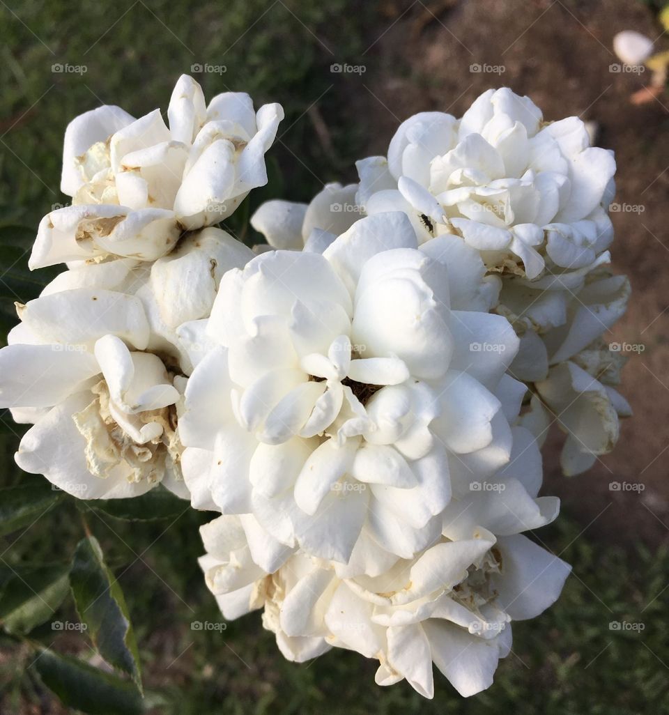 🌹 🇺🇸 Very beautiful flowers to brighten our day.  Live nature and its beauty. Did you like the delicate petals? / 🇧🇷 Flores muito bonitas para alegrar nosso dia. Viva a natureza e sua beleza. Gostaram das pétalas delicadas? 