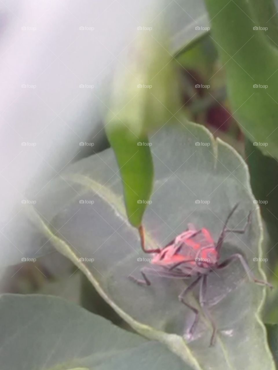 The nice seen one insect is lovely playes