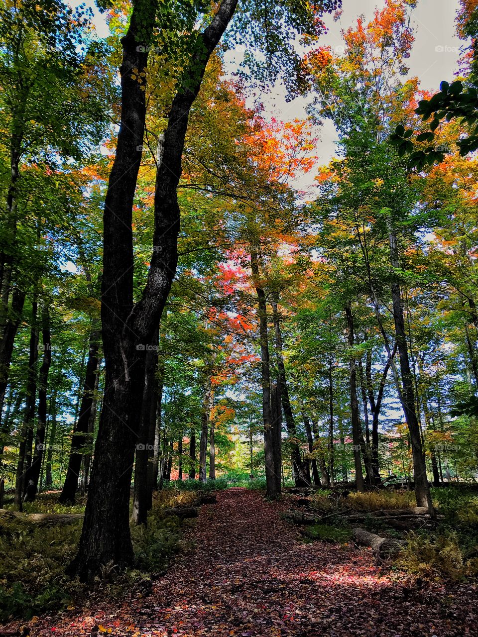 Walk in the woods