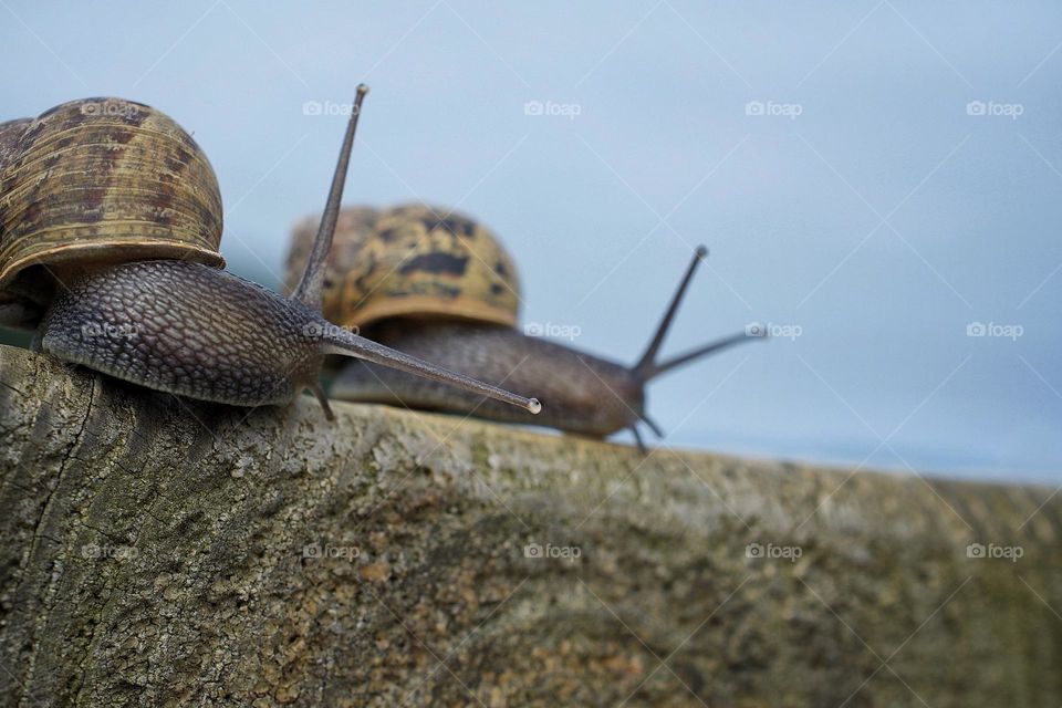 Looking up at snails