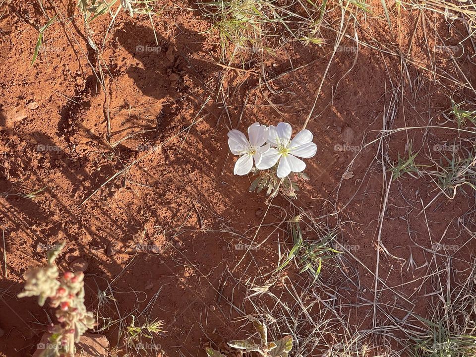 Absolutely beautiful 