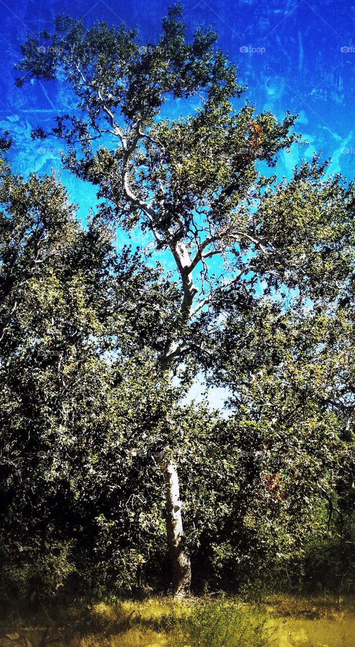 arizona sky tree by mjf101471