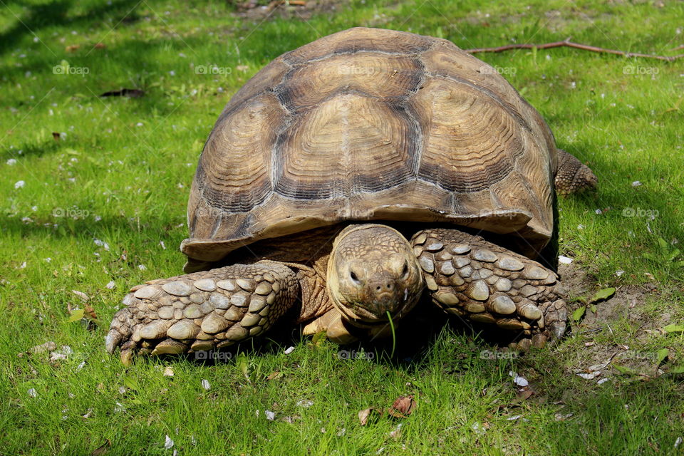 Close-up of tortoise in grass