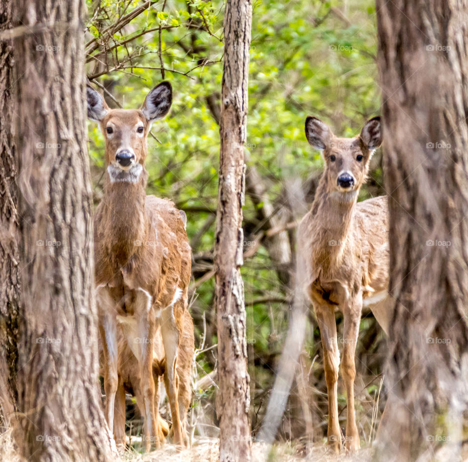 Deer Framed by Trees