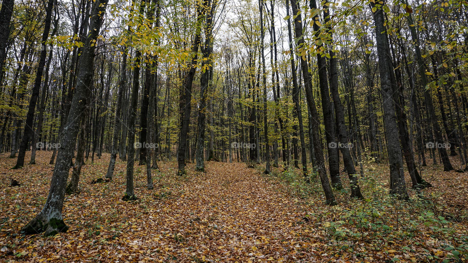 Autumn in the forest