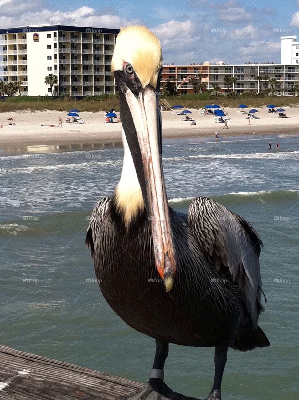 Pelican briefing 