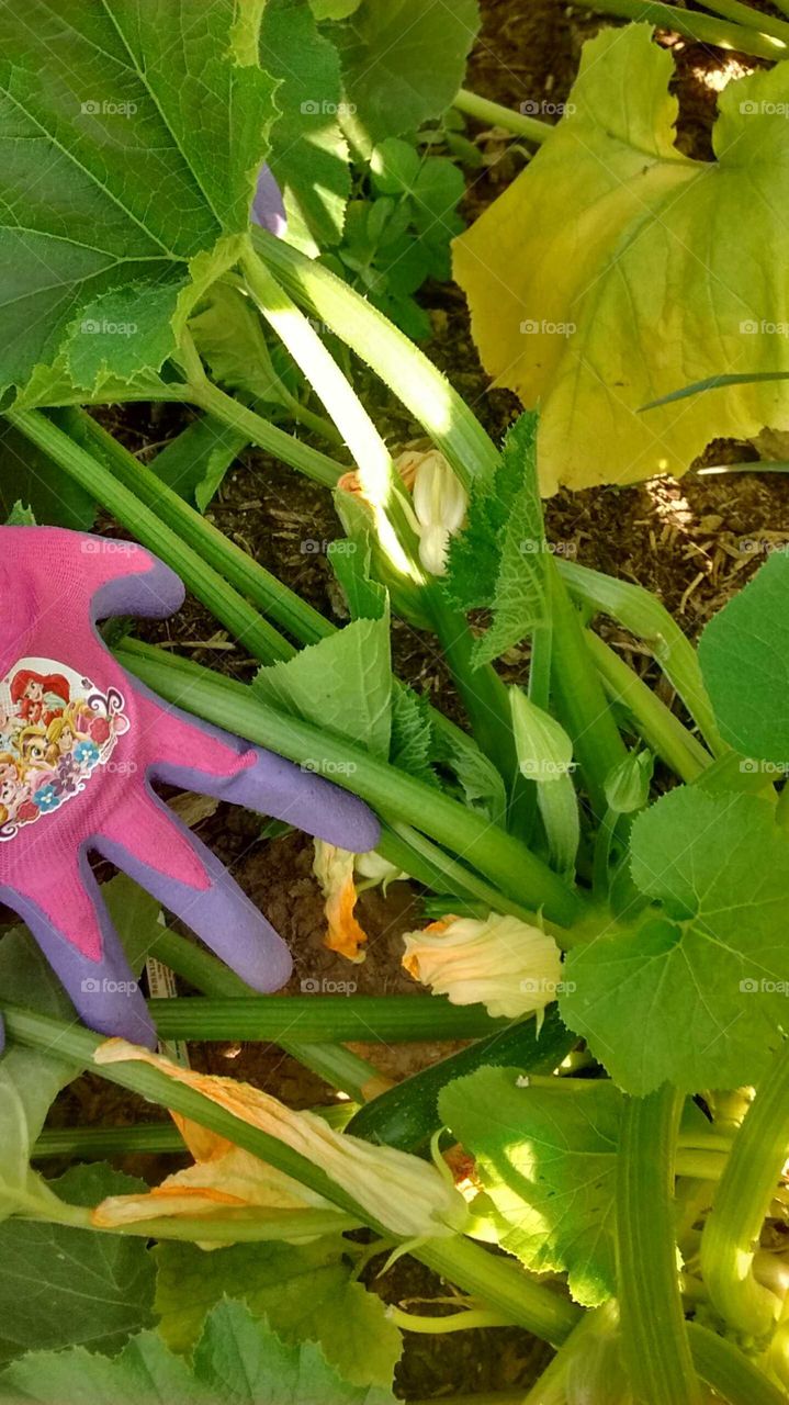 A growing zucchini green story