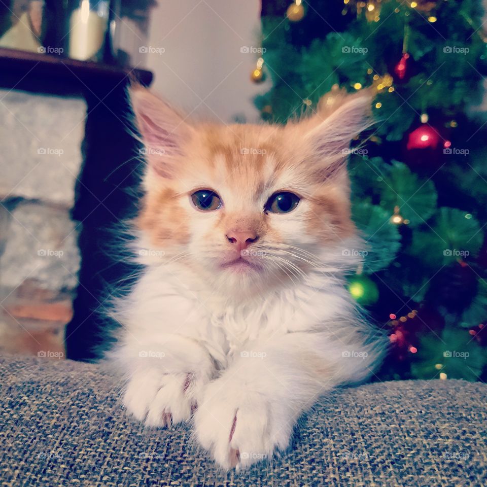 Christmas kitten