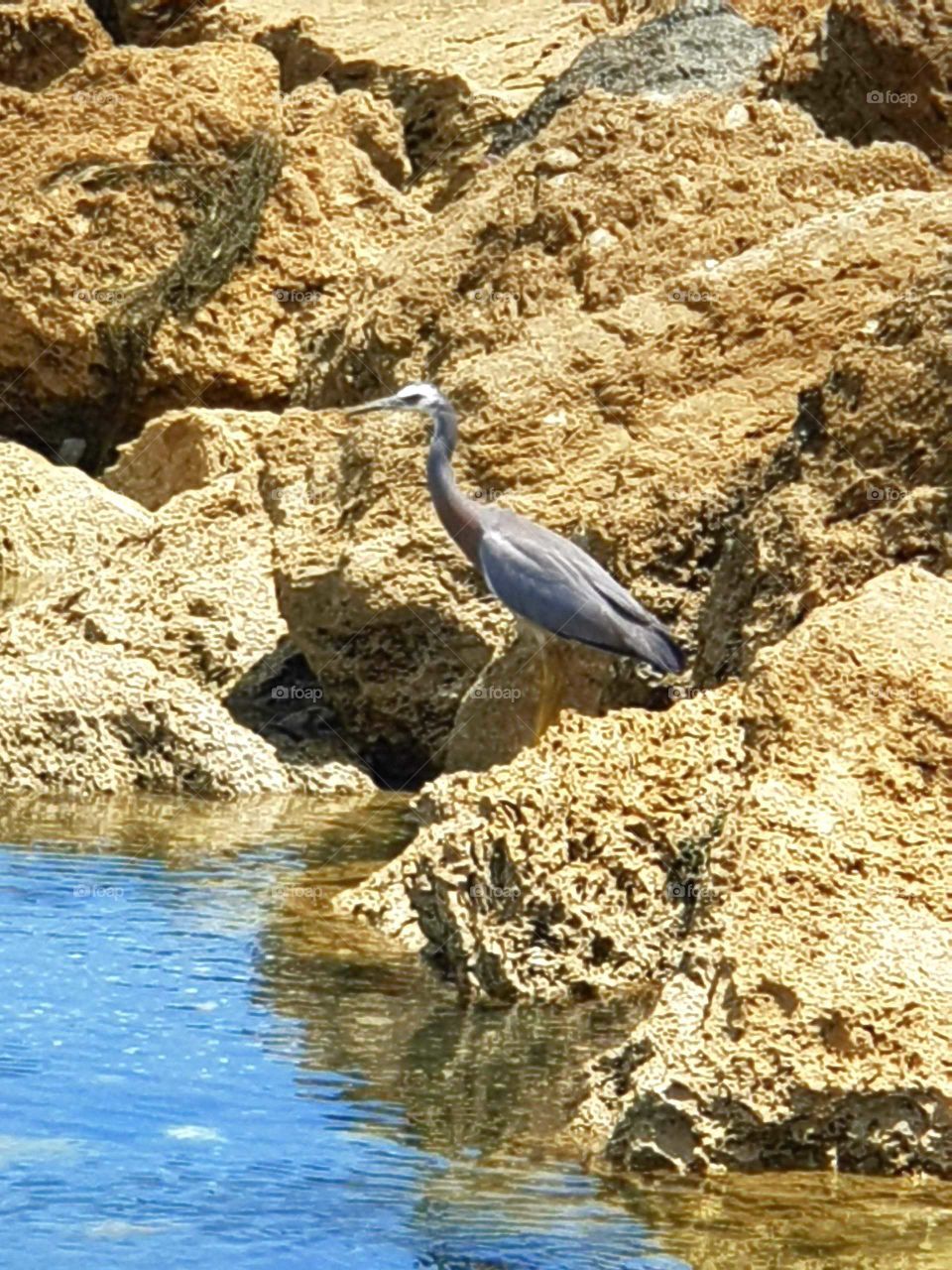 Amongst the lime stone rocks a stalk has come to feed in a rock pool as the tide goes out the little fish get stuck in the pools and are an easy meal for the bird.