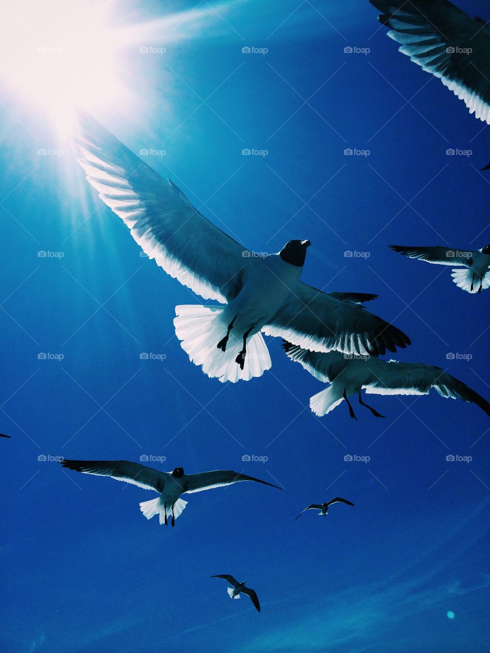 Flight. Seagulls flying overhead 