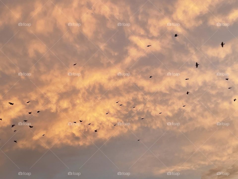 Black ravens soaring across the sky that has orange clouds.