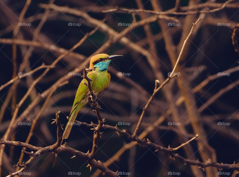 Asian bee eater bird - sitting on the autumn  tree branches 