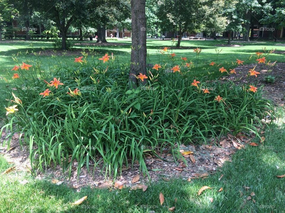 Nothing like seeing new blooms on campus