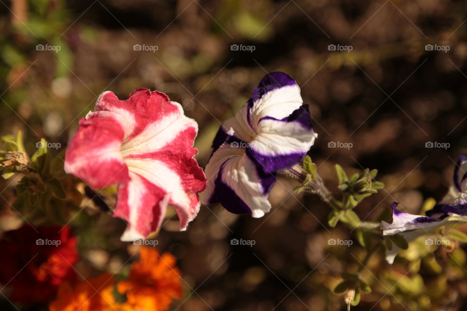 Street flowers