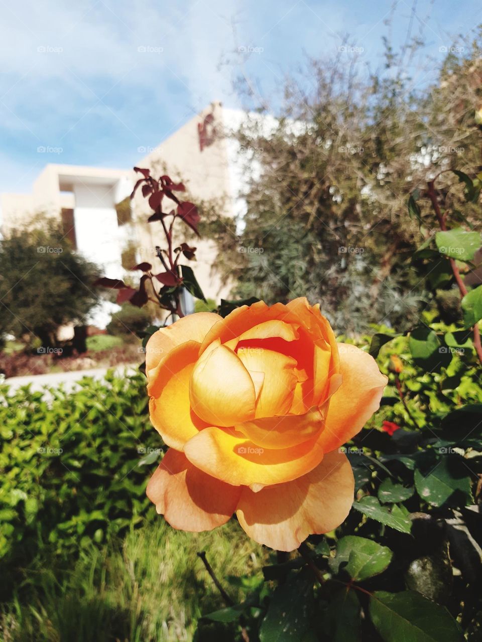 This image captures a stunning yellow-orange rose in full bloom, framed by green foliage and set against a background of a modern building and a bright, clear sky. The sunlight highlights the rose's intricate petals, making it the centerpiece of the