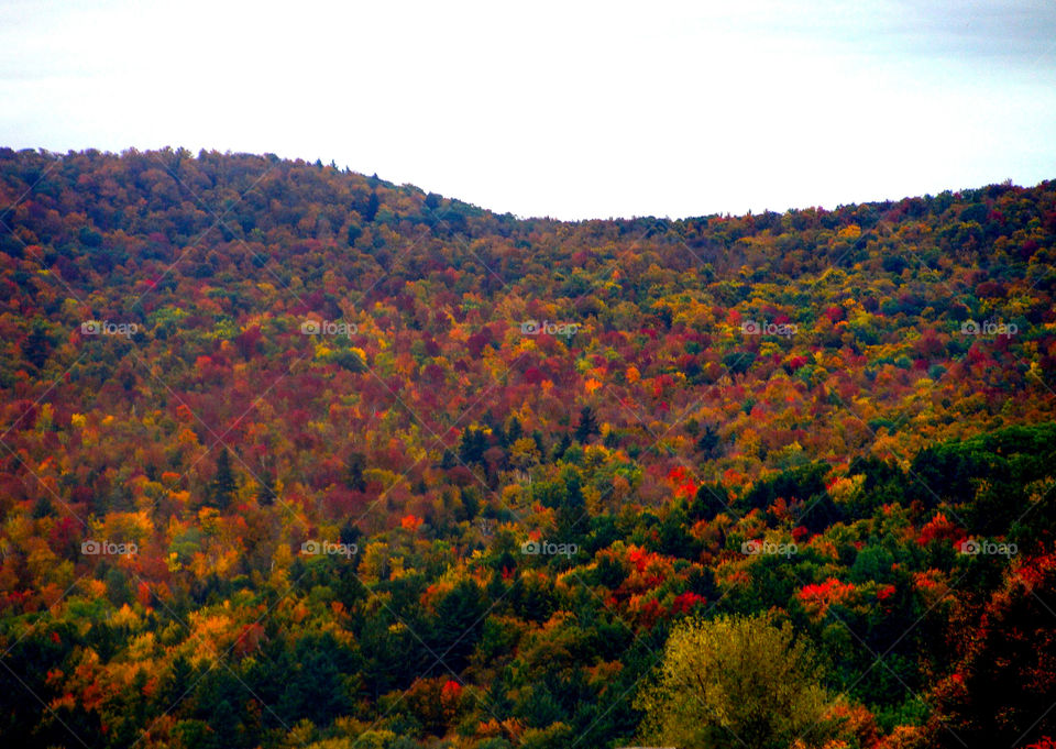A beautiful Vermont mountain covered in colorful Fall foliage.