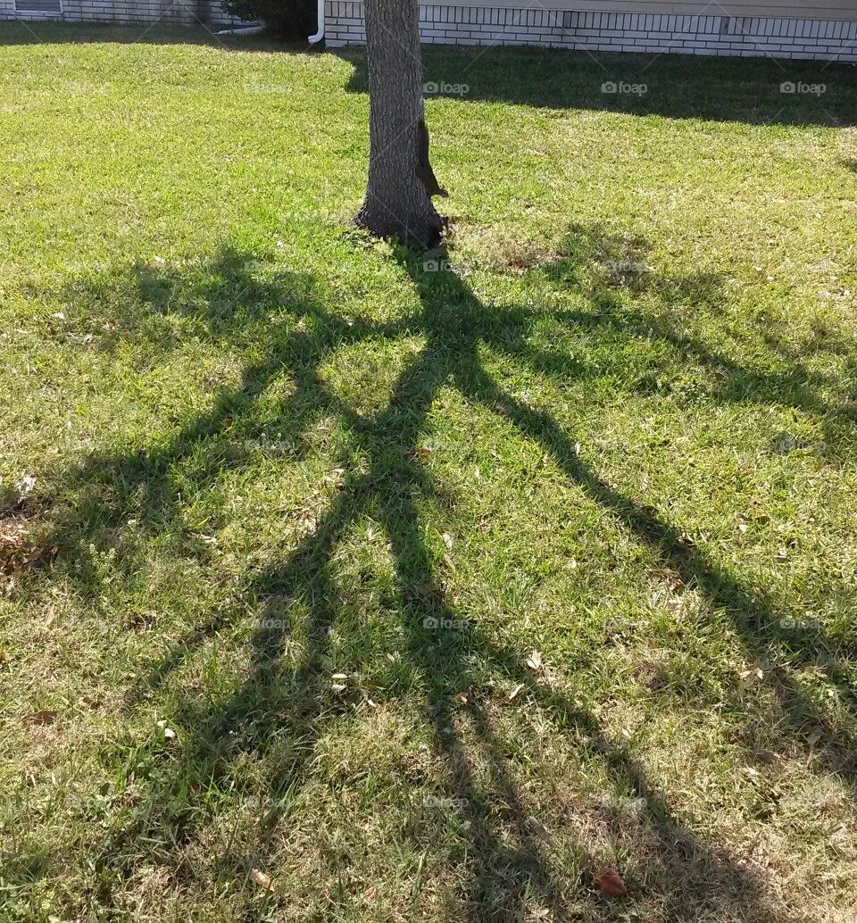 shadow and squirrel 