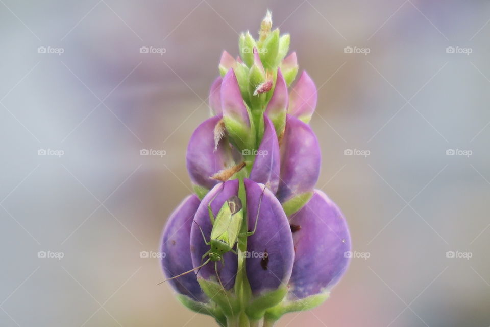 Lupine 