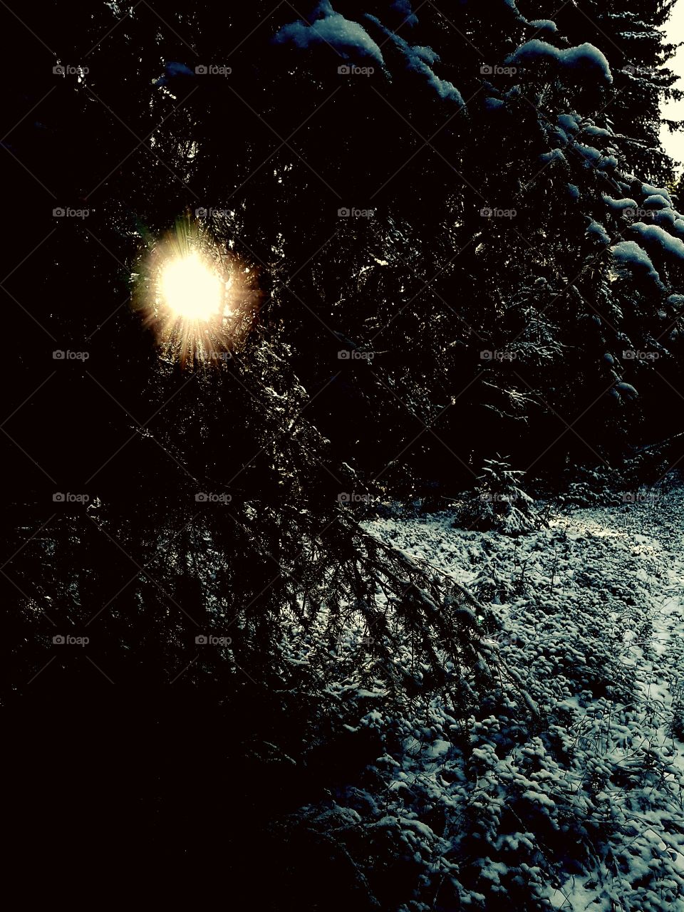 sun in the winter Forest.