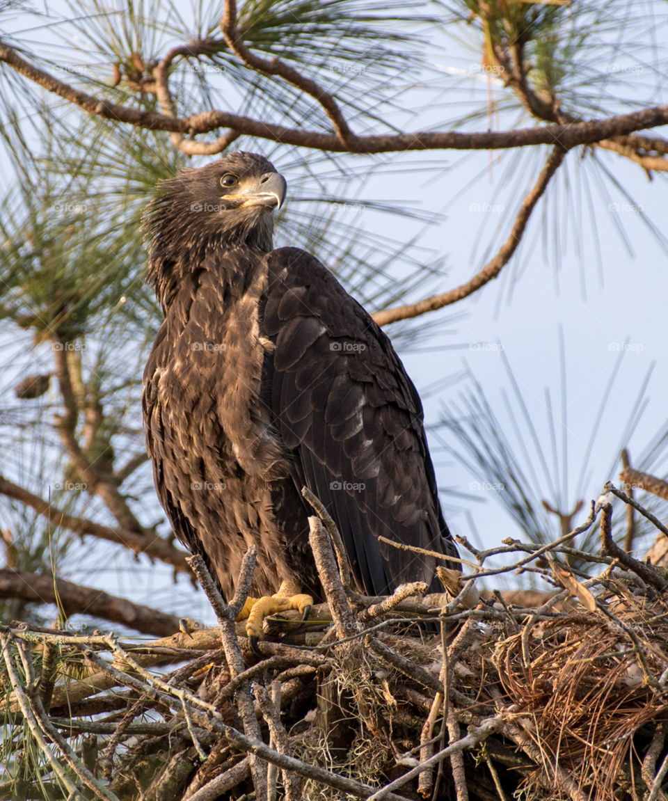 Juvenile Bald Eagle being patient in the nest