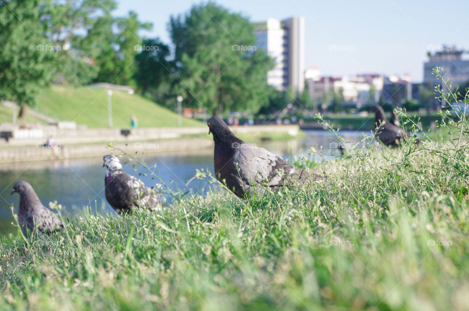 Pigeons in a city on the grass