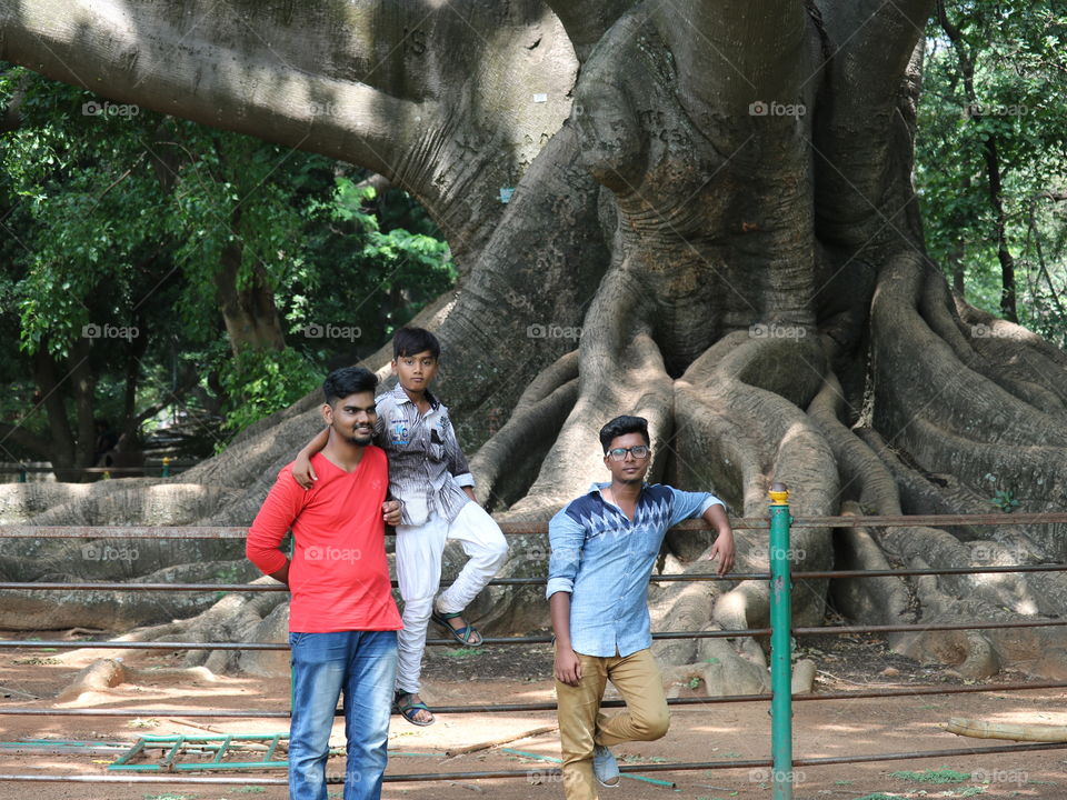 big banyan tree